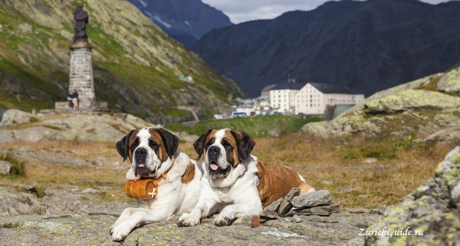 Martigny-St Bernard-1 Мартиньи (Martigny), Швейцария - путеводитель по городу, что посмотреть в Мартиньи, достопримечательности. Как добраться в Мартиньи - расписание, стоимость.