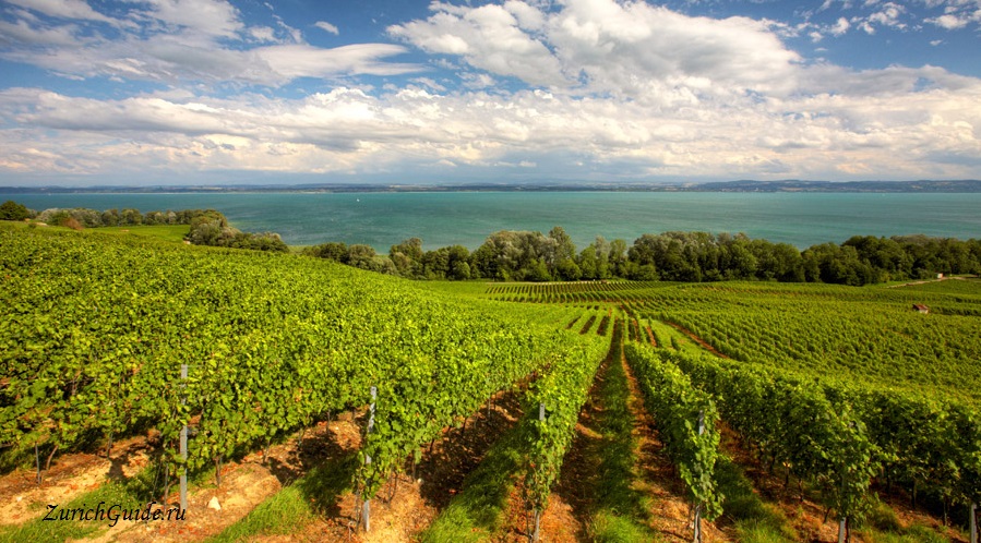 Neuchatel vineyards