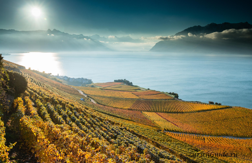 Lavaux vineyards Switzerland Lake Geneva -террасные виноградники Лаво (Lavaux)
